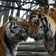 Схема вышивки «тигры»