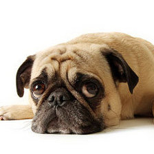 Схема вышивки «Песик»