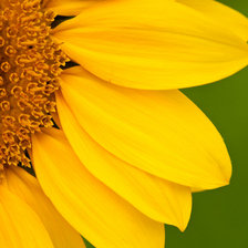 цветок-солнце