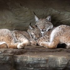 Схема вышивки «Рыси»