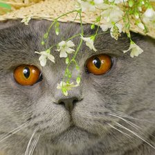 Схема вышивки «Серия "Коты" Британец»