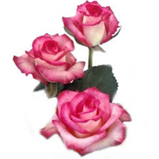 Схема вышивки «Розочки»