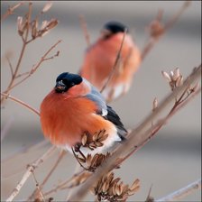 Схема вышивки «№132054»