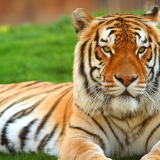 Схема вышивки «величие»