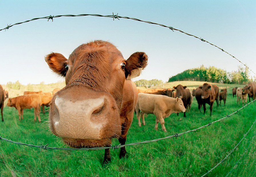 коровка - корова на лугу - оригинал