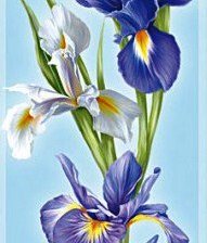 Схема вышивки «Ирисы»