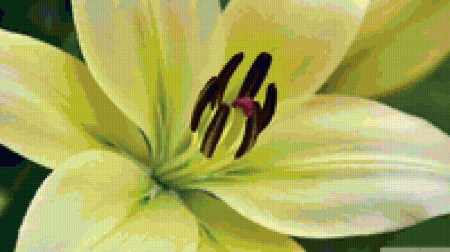 lily - предпросмотр