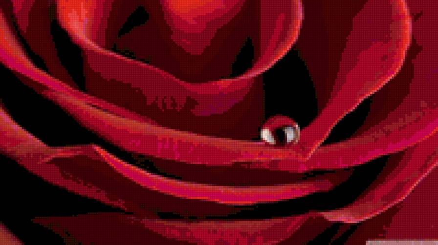 red rose - предпросмотр