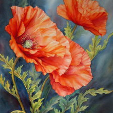 Схема вышивки «Маки»