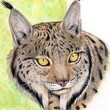 Схема вышивки «Дикие хищные кошки»