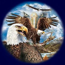 взгляд орла