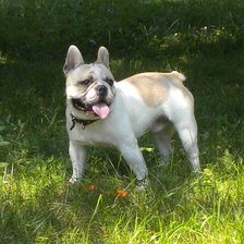 Французский бульдог Ясон из Сказочного Королевства