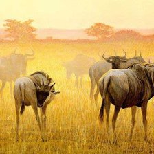 Схема вышивки «серия Африка»