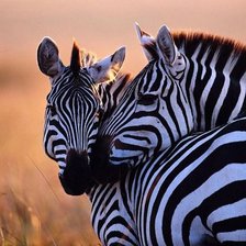 Схема вышивки «серия Африка»