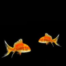 Схема вышивки «золотые рыбки»