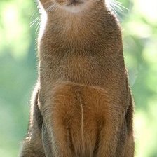 Схема вышивки «красавица кошка»