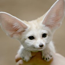 Схема вышивки «фенек на руках»