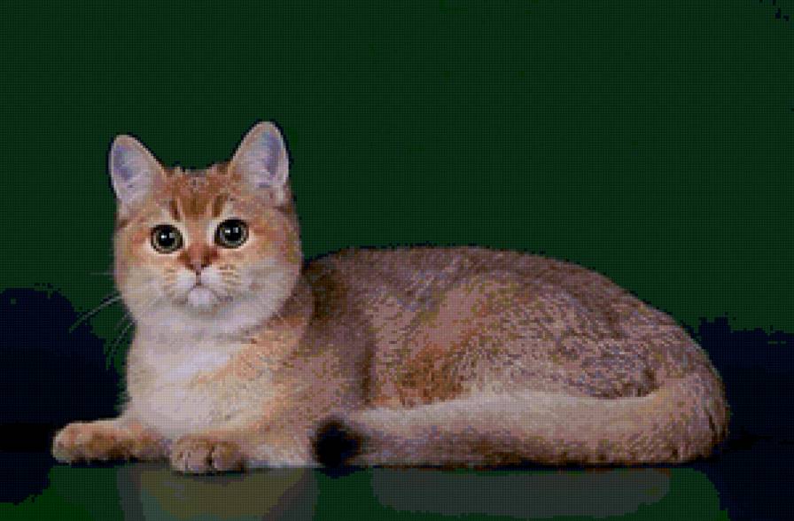 котик - коты - предпросмотр