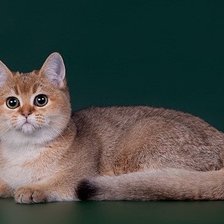 Схема вышивки «котик»