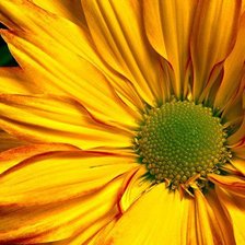 Схема вышивки «подсолнух»