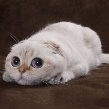 Схема вышивки «котенок»