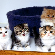 Схема вышивки «Кошки»