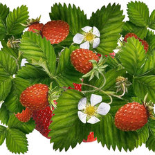 Схема вышивки «Фон с ягодами»