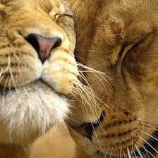 Схема вышивки «львы»