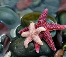 Схема вышивки «морская звезда»