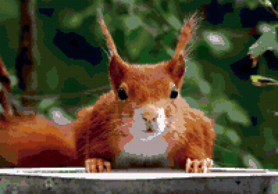 белка - рыжая, природа, лес, белка, белочка, животное, грызун - предпросмотр