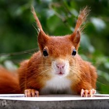 Схема вышивки «белка»