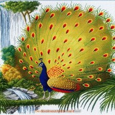 Схема вышивки «павлин»