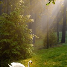 Схема вышивки «лебедь2»