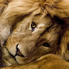 Схема вышивки «лев»