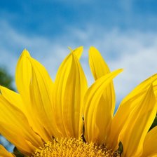 Схема вышивки «Подсолнух»