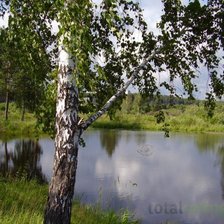 Схема вышивки «Береза»