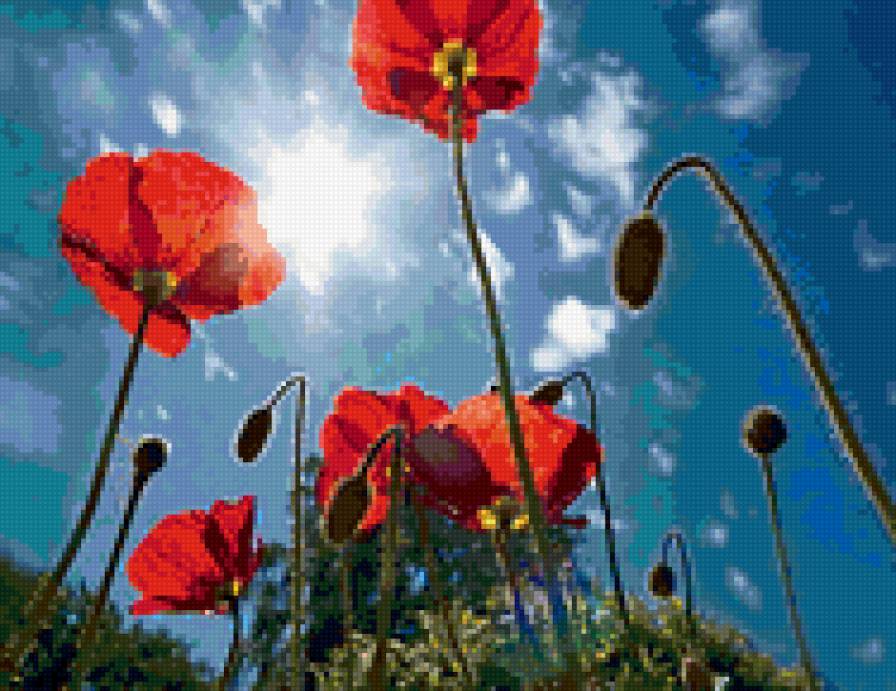 мак - предпросмотр