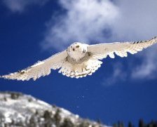 Схема вышивки «Полярная сова»