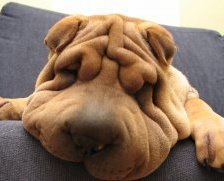 Схема вышивки «собака))))»