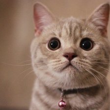 Схема вышивки «Кот»