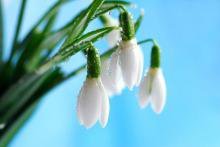 Схема вышивки «ландышы»