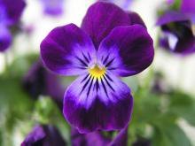 Схема вышивки «орхидея»