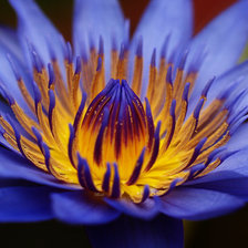 Схема вышивки «№133454»