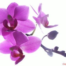 Схема вышивки «Орхидея....»