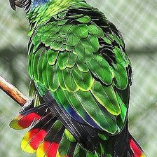 Схема вышивки «Папугай»