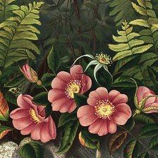 Схема вышивки «Цветы и папоротник»