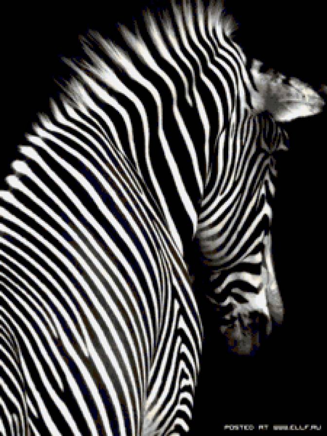 лошадка - черно-бенлое - предпросмотр