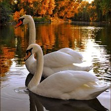 Схема вышивки «лебеди»