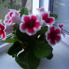 Схема вышивки «Глоксиния»