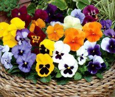 Схема вышивки «Корзинка анютиных глазок»